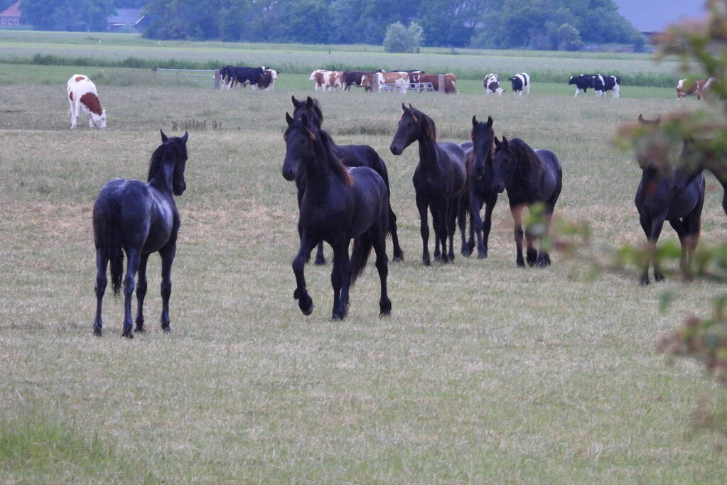Brandweer ingezet voor paard in een sloot
