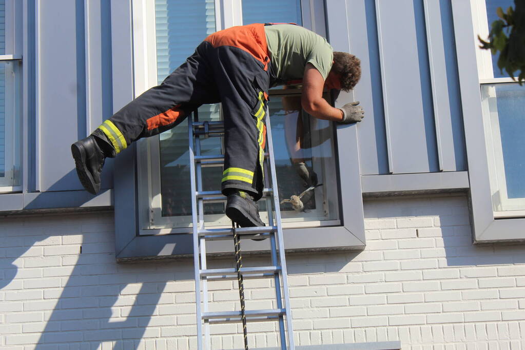 Brandweer ingezet voor vastzittende duif