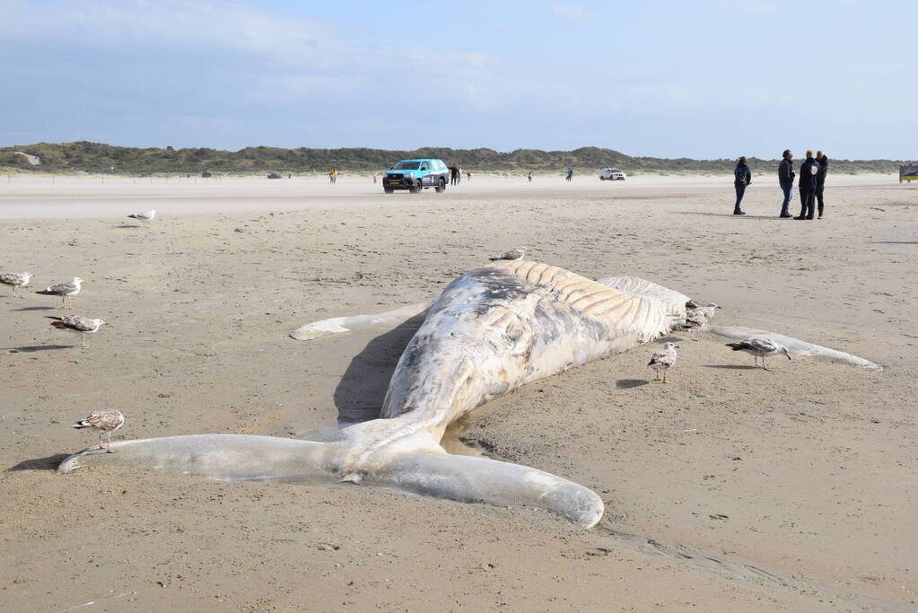 Grote bultrug aangespoeld