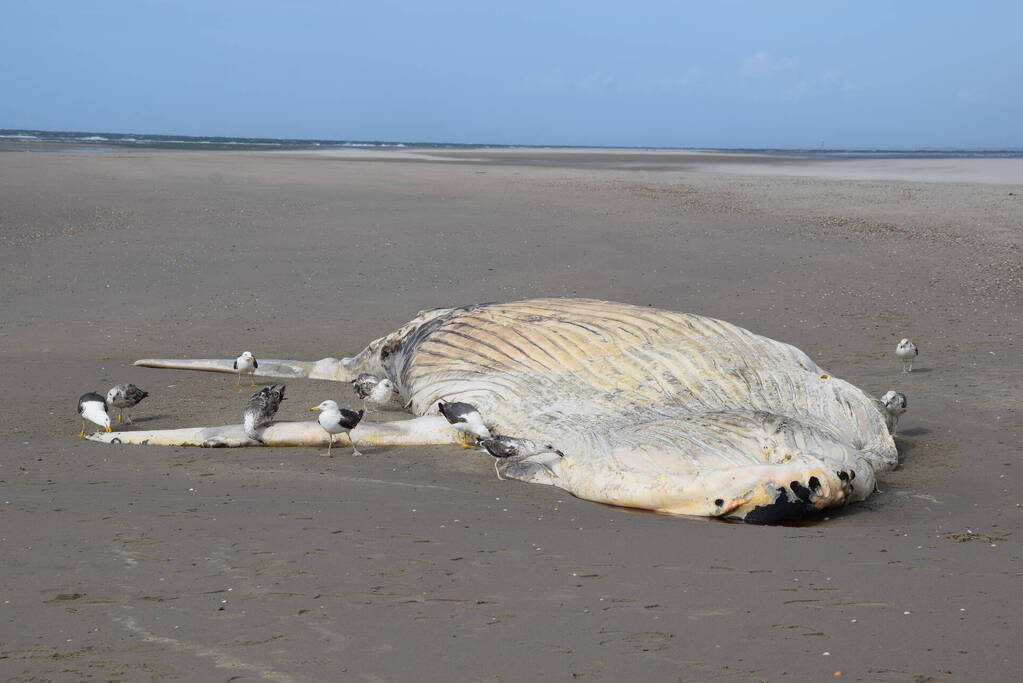 Grote bultrug aangespoeld