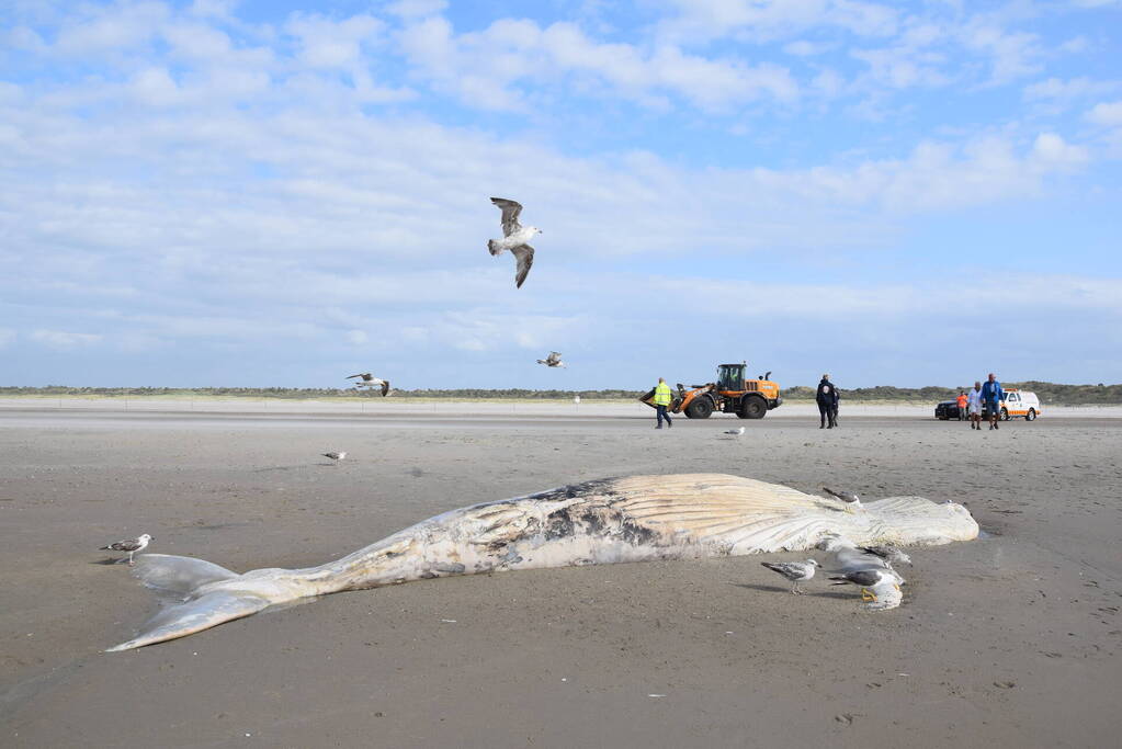 Grote bultrug aangespoeld