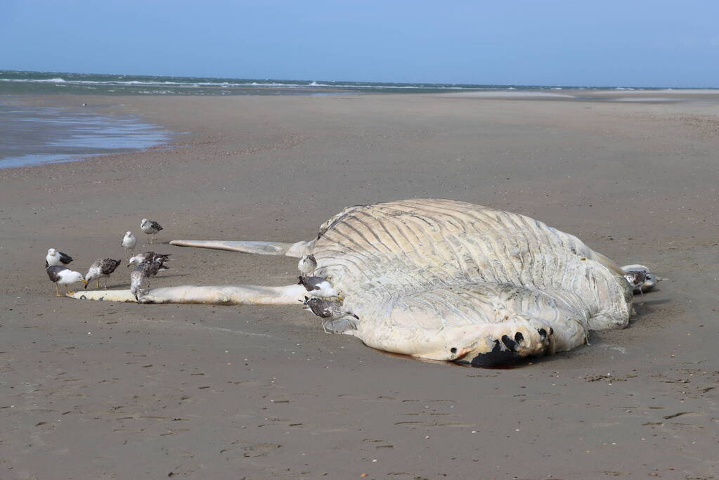 Grote bultrug aangespoeld