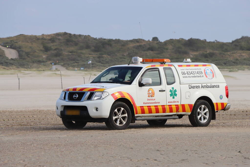 Grote bultrug aangespoeld