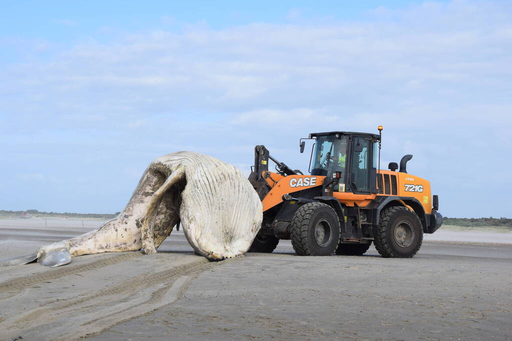 Grote bultrug aangespoeld