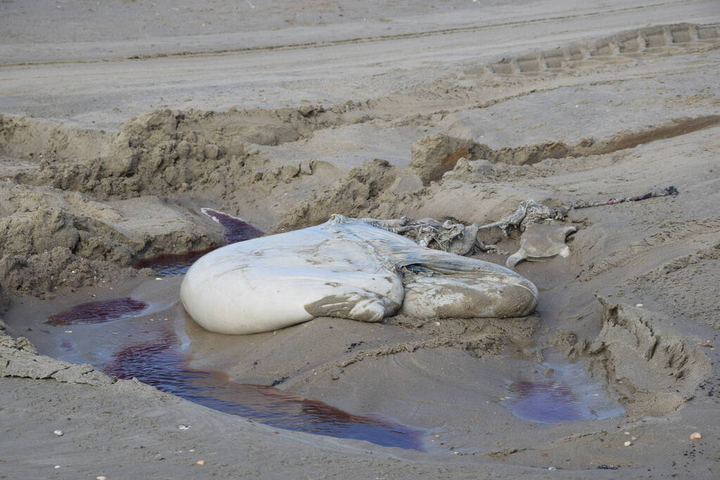 Grote bultrug aangespoeld