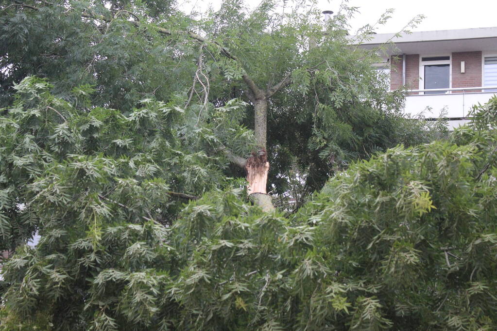 Grote tak valt op auto's