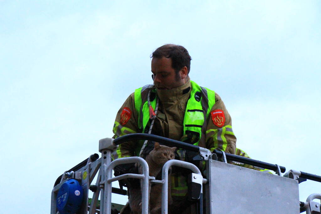 Brandweer redt voor derde keer kat van dak