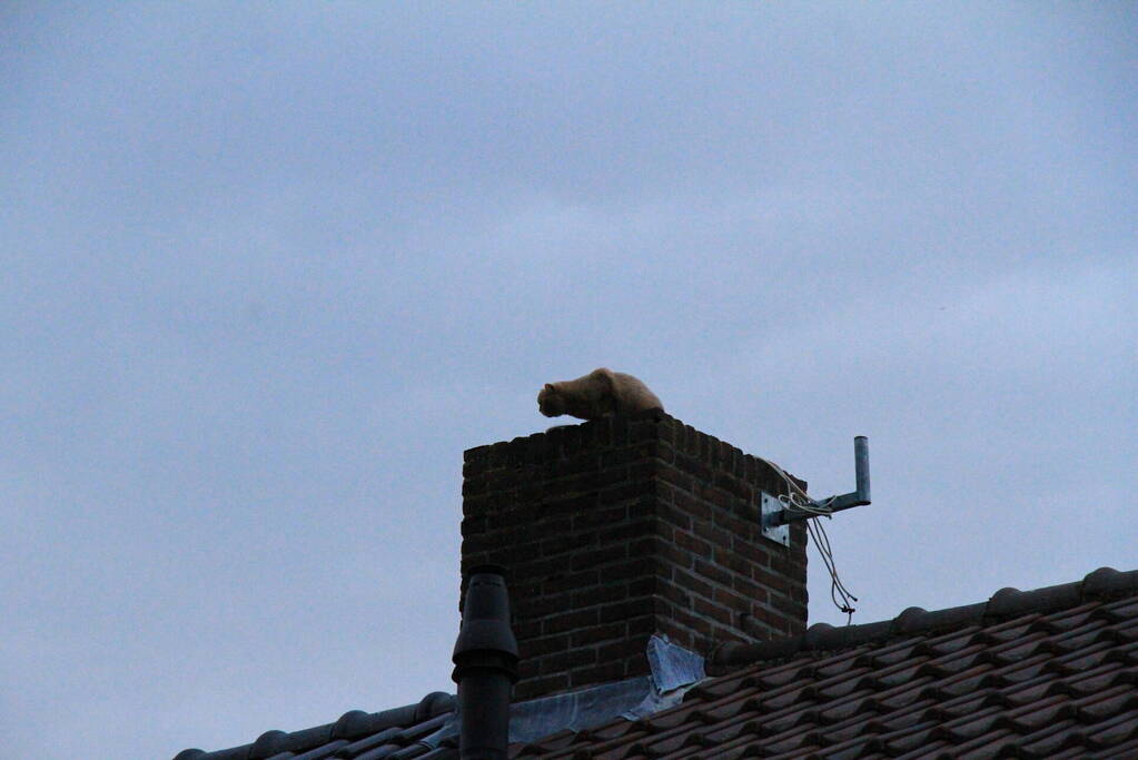 Brandweer redt voor derde keer kat van dak