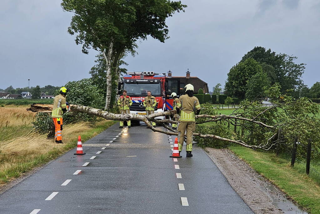 Omgewaaide berkenboom verspert weg