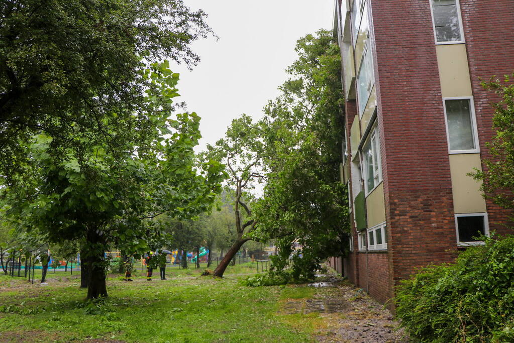 Boom uit de grond gerukt door zomerstorm Poly