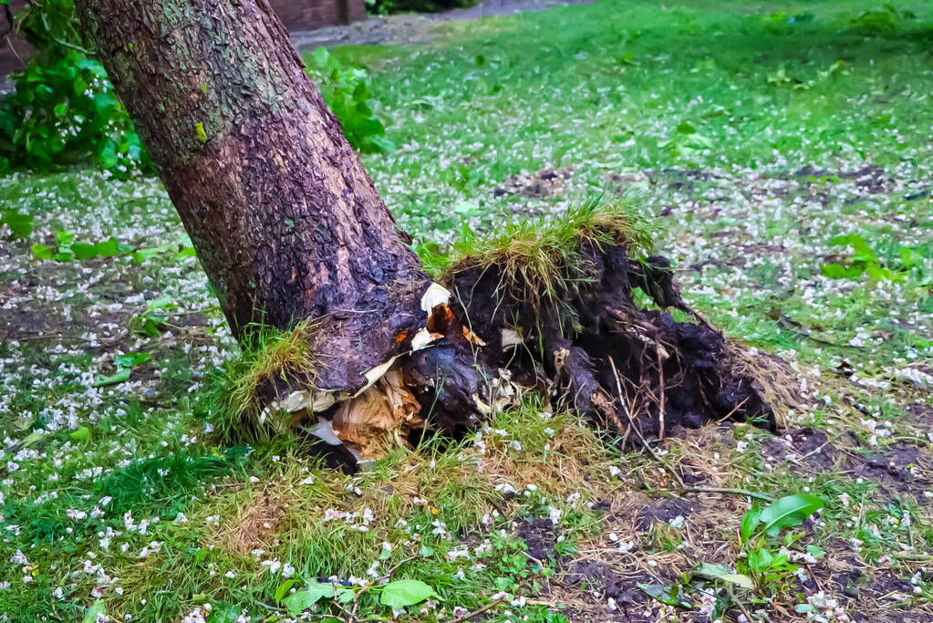 Boom uit de grond gerukt door zomerstorm Poly
