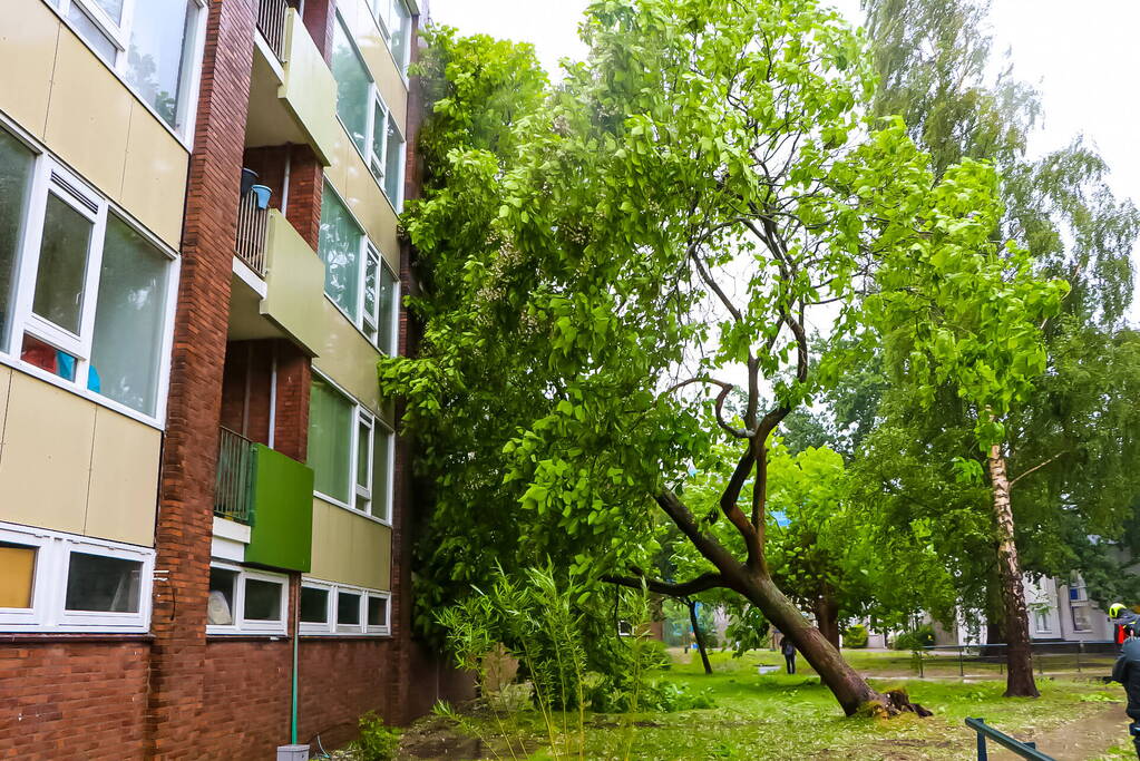 Boom uit de grond gerukt door zomerstorm Poly
