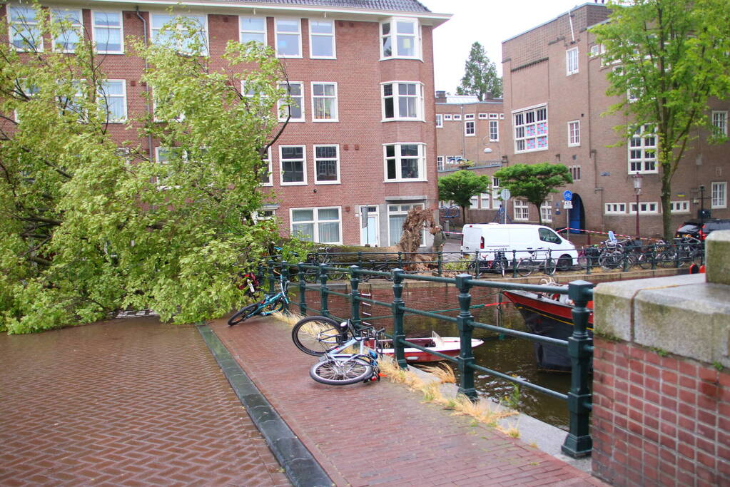 Enorme boom volledig uit de grond gerukt door zomerstorm Poly