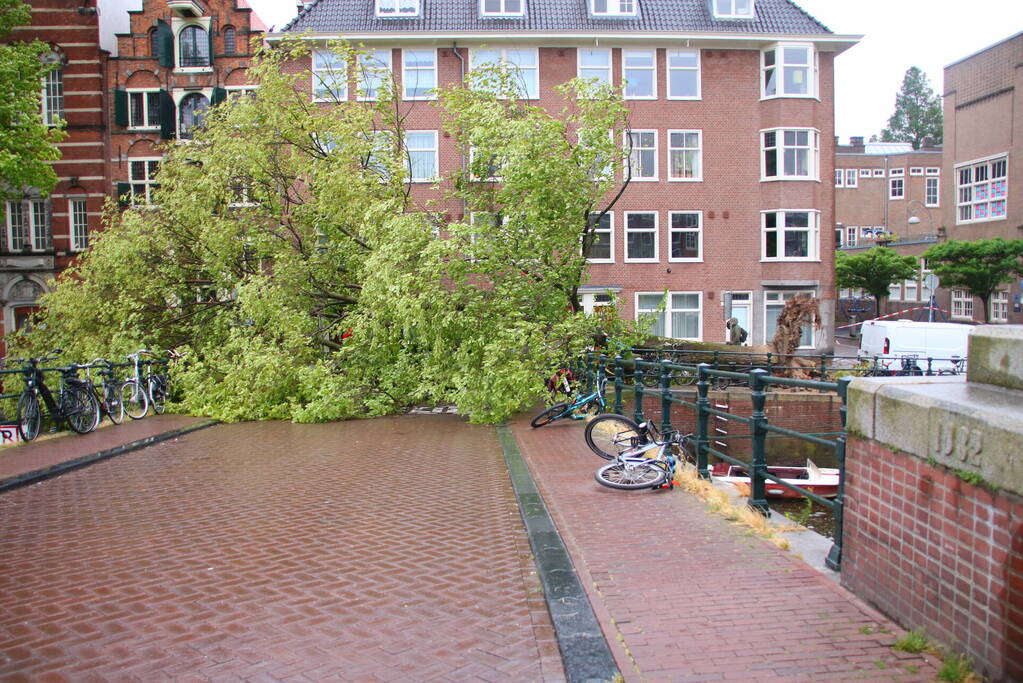 Enorme boom volledig uit de grond gerukt door zomerstorm Poly