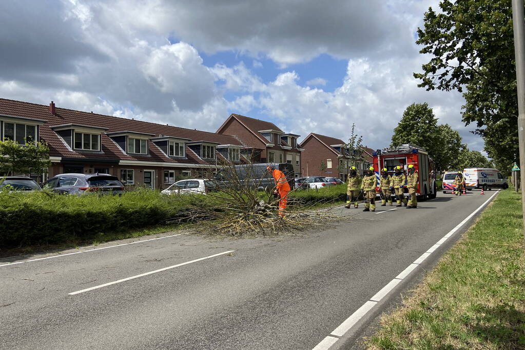 Boom omgewaaid op wegdek