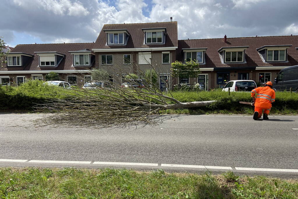 Boom omgewaaid op wegdek