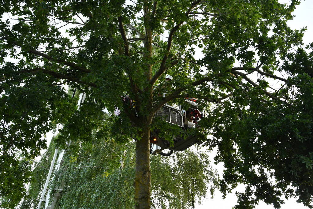 Brandweer verwijdert gevaarlijk hangende tak