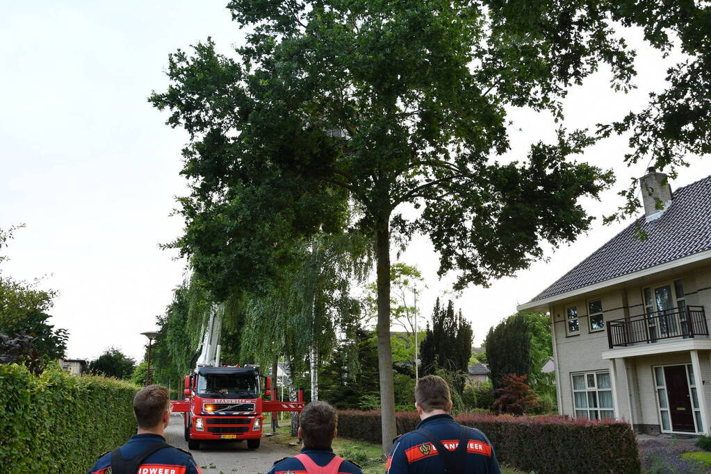 Brandweer verwijdert gevaarlijk hangende tak