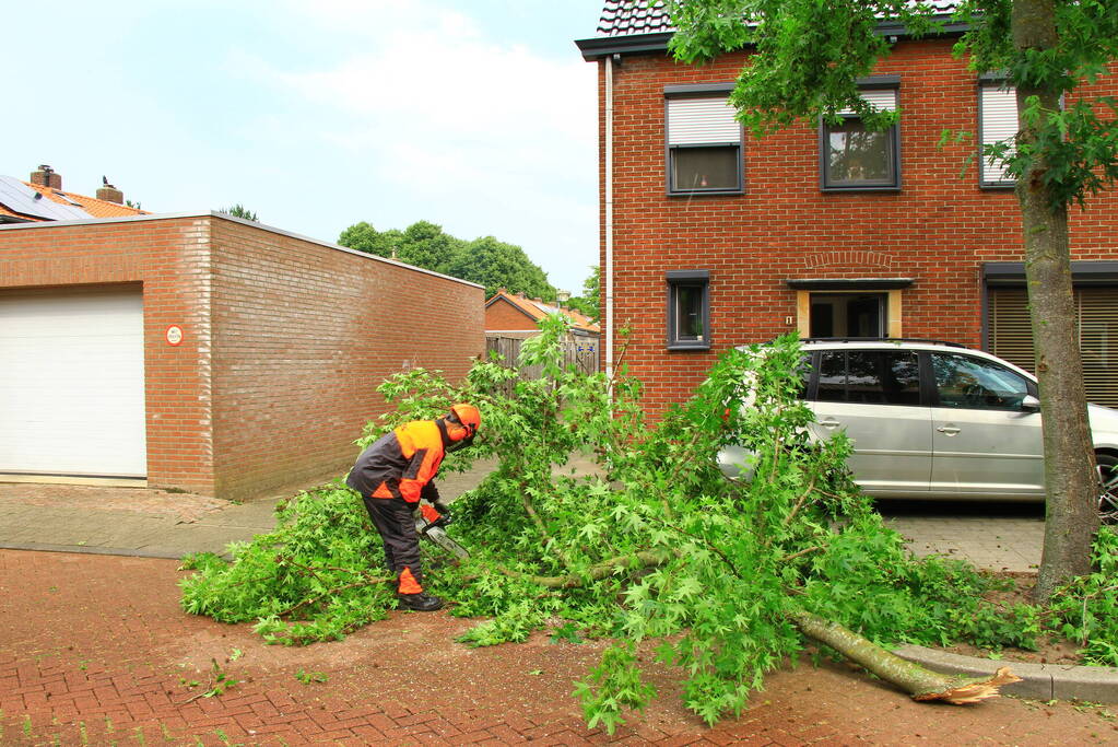 Grote tak breekt uit boom