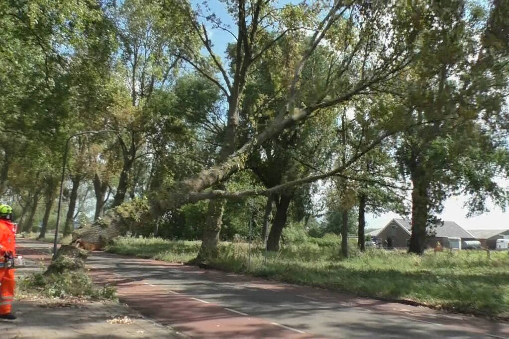 Boom weggezaagd na omvallen