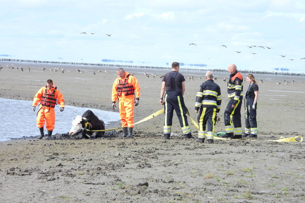 Koe uit slik bevrijdt