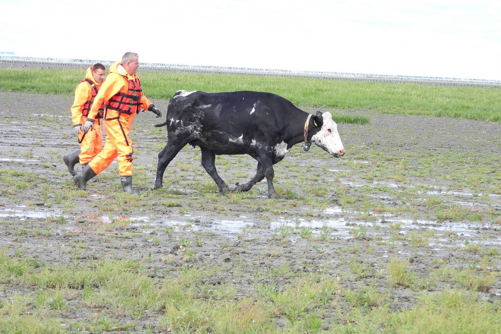 Koe uit slik bevrijdt