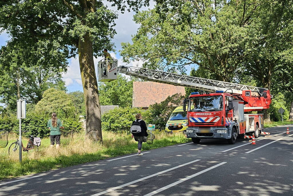 Kat springt uit boom tijdens reddingsactie van brandweer