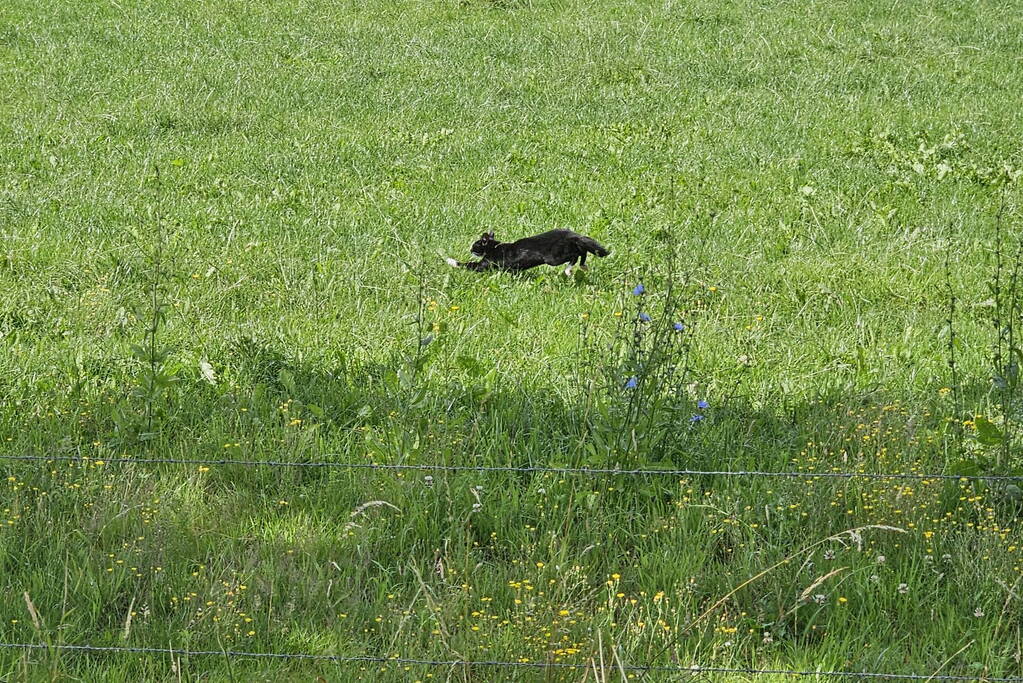 Kat springt uit boom tijdens reddingsactie van brandweer