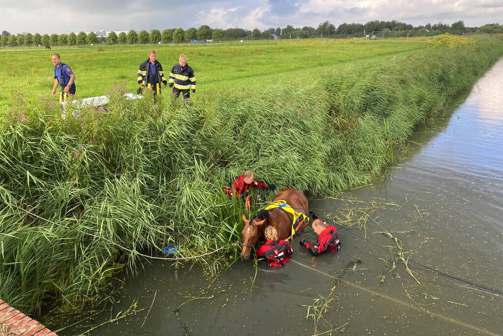 Brandweer takelt paard uit water