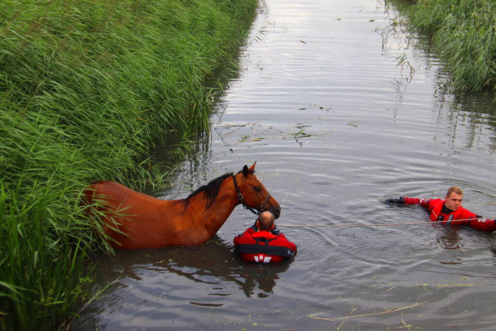 Brandweer takelt paard uit water
