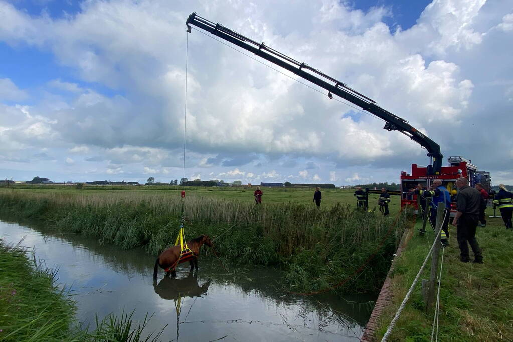 Brandweer takelt paard uit water