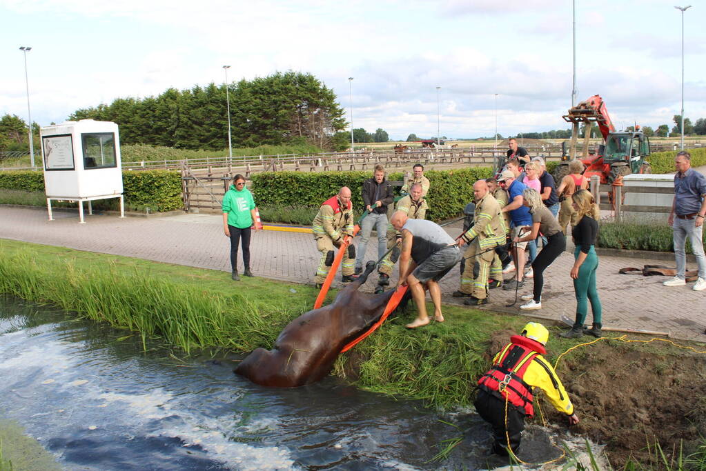 Brandweer redt paard uit sloot