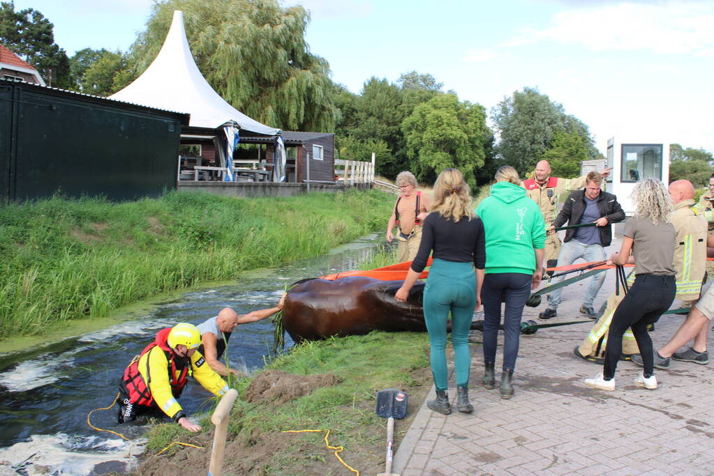 Brandweer redt paard uit sloot