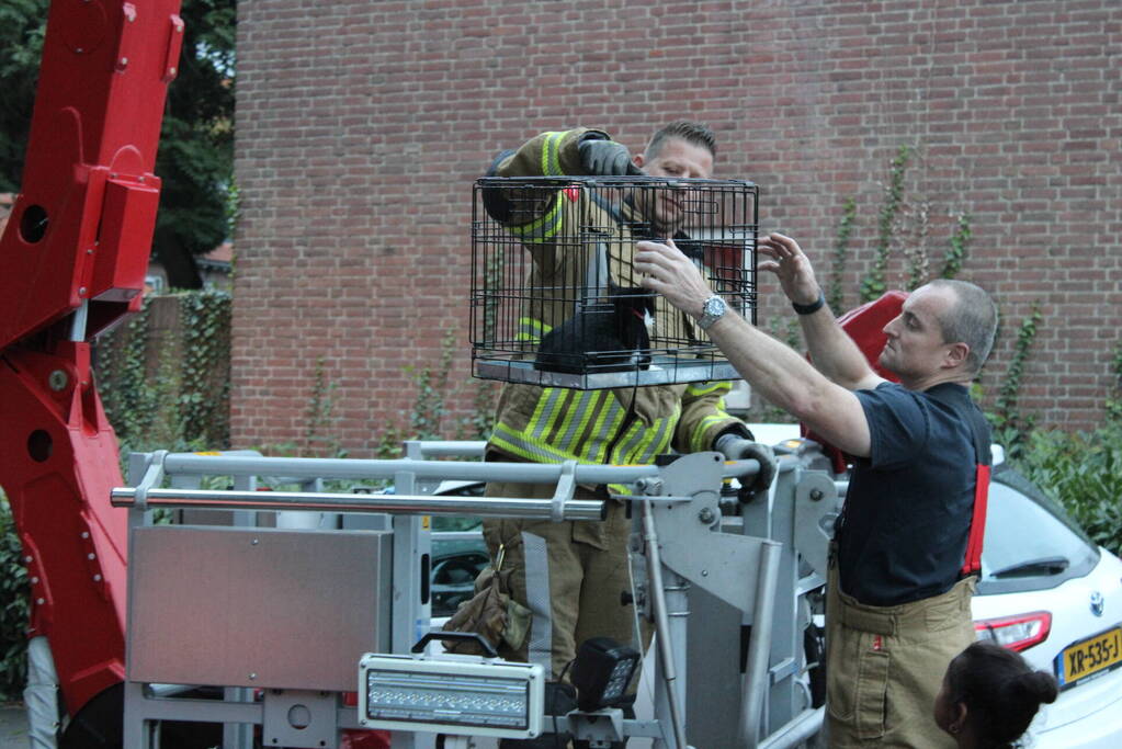 Brandweer redt kat uit boom