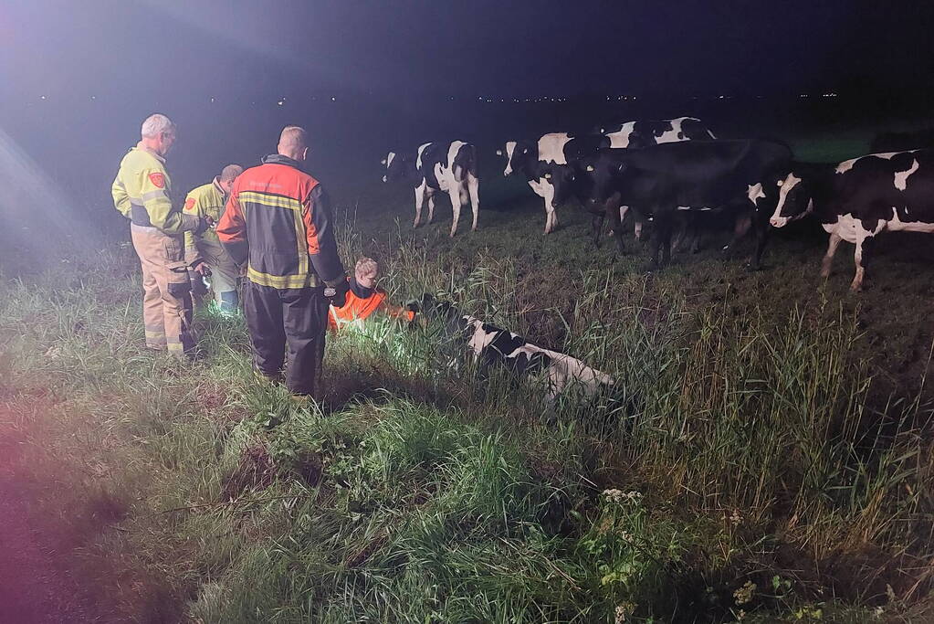 Brandweer takelt koe uit sloot