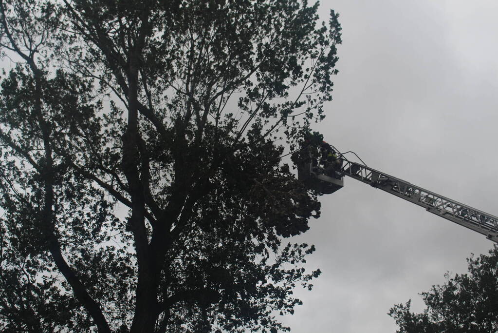 Takken van boom gezaagd na harde wind