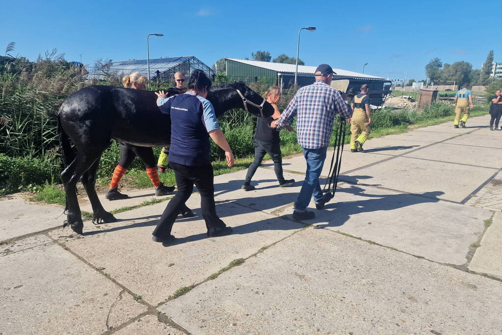 Brandweer redt paard uit sloot
