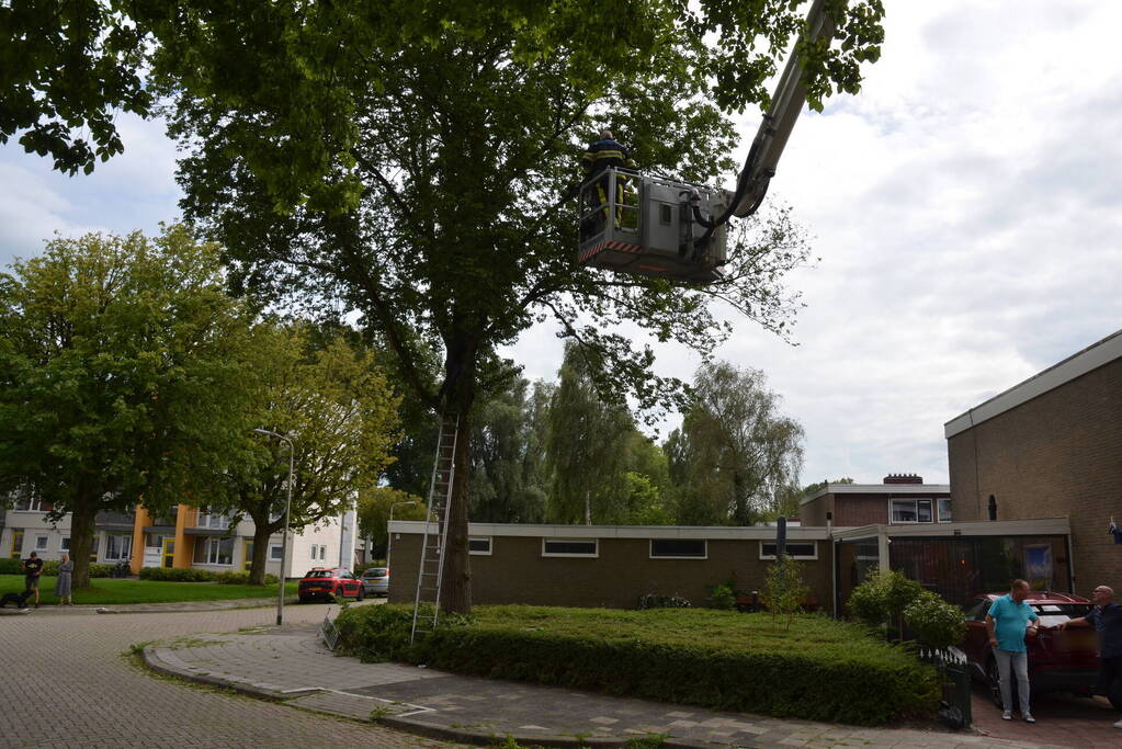 Kat uit boom gered door brandweer