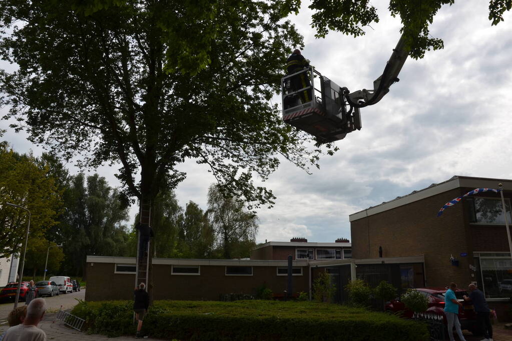 Kat uit boom gered door brandweer