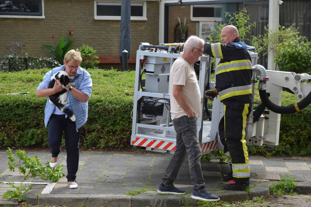 Kat uit boom gered door brandweer