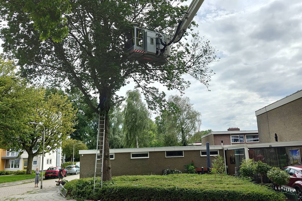 Kat uit boom gered door brandweer