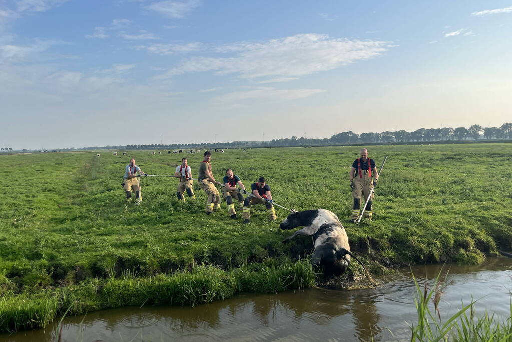 Koe raakt te water in sloot