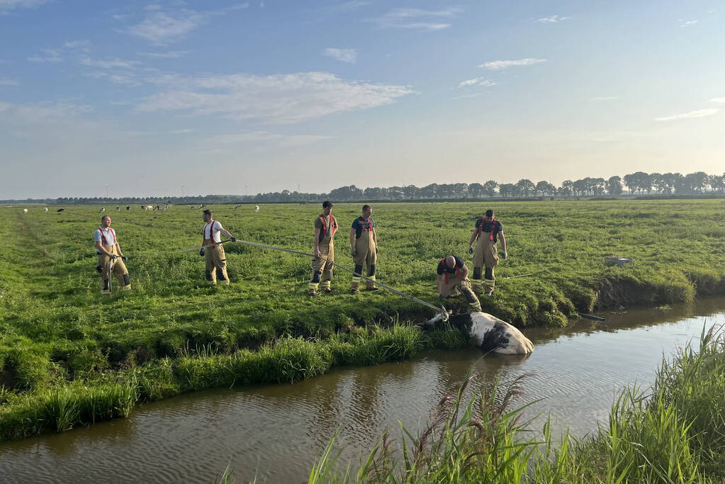 Koe raakt te water in sloot