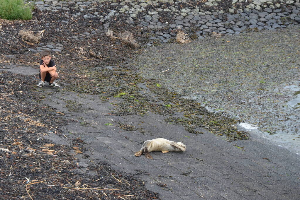 Zieke zeehond gered door dierenambulance