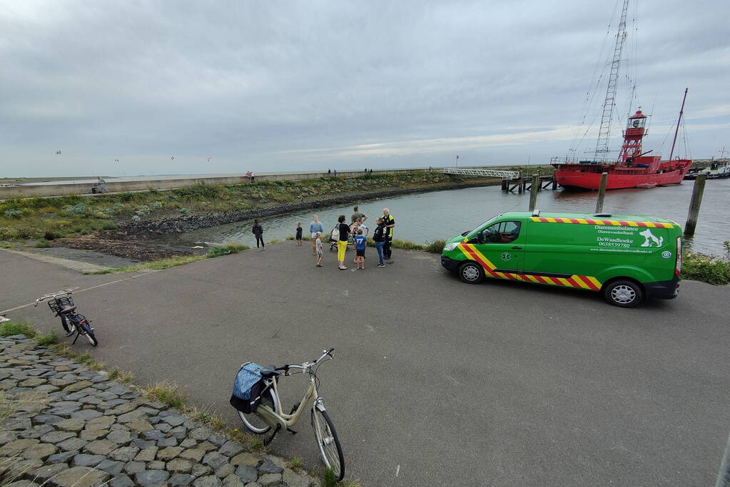 Zieke zeehond gered door dierenambulance