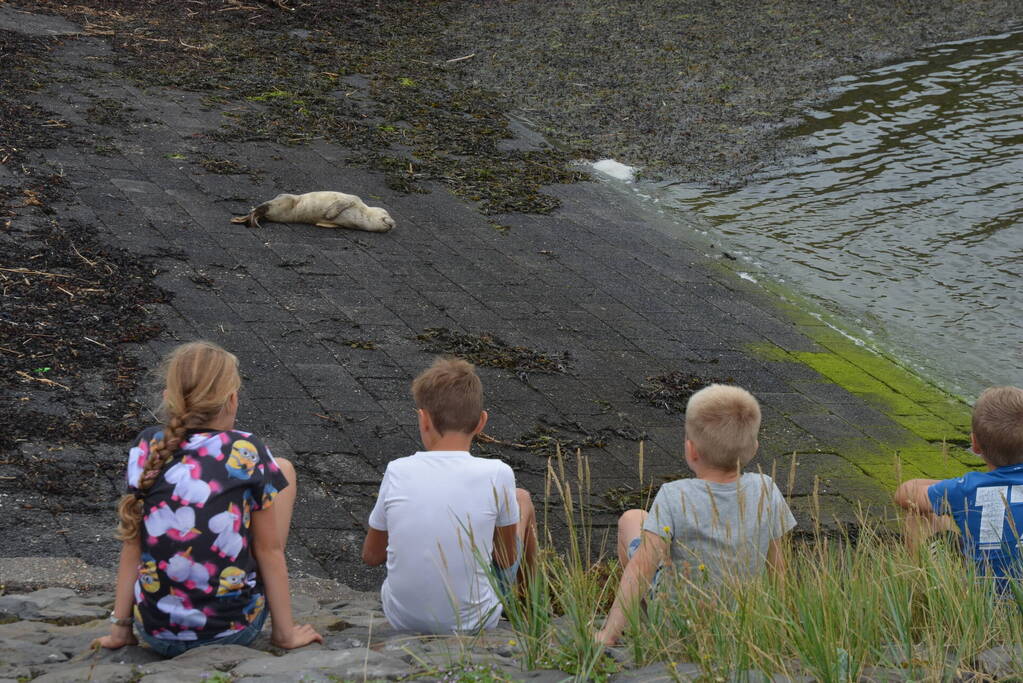 Zieke zeehond gered door dierenambulance