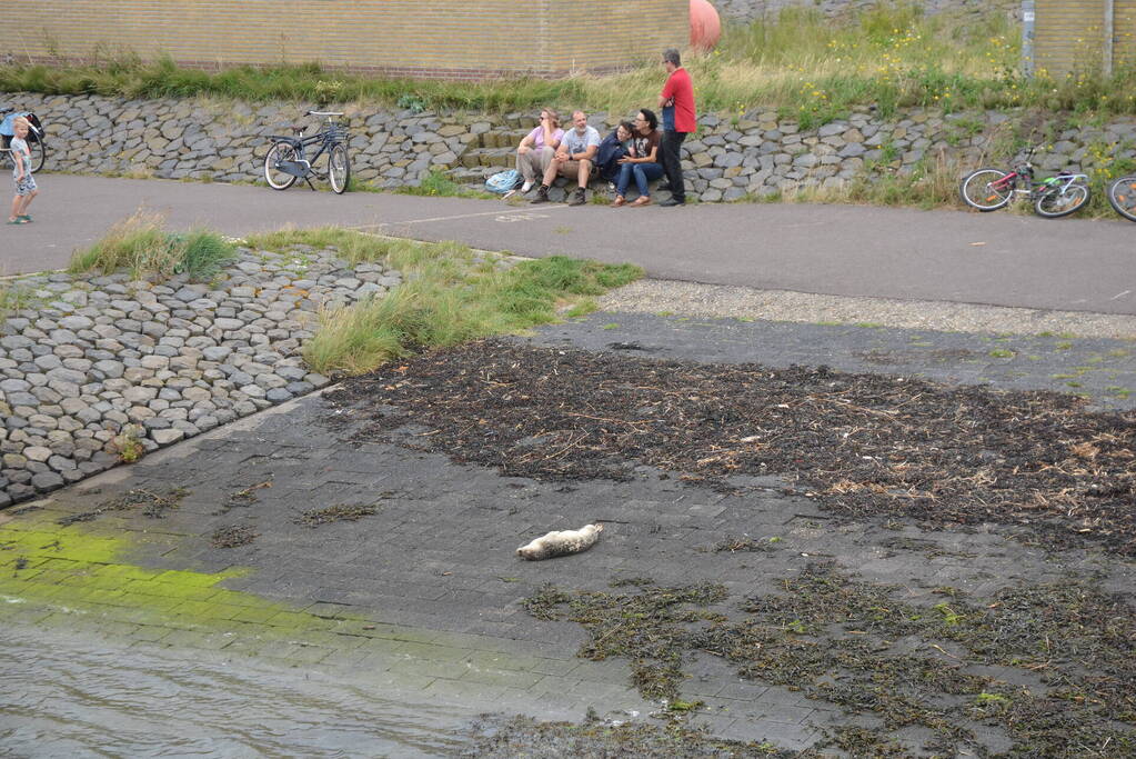 Zieke zeehond gered door dierenambulance