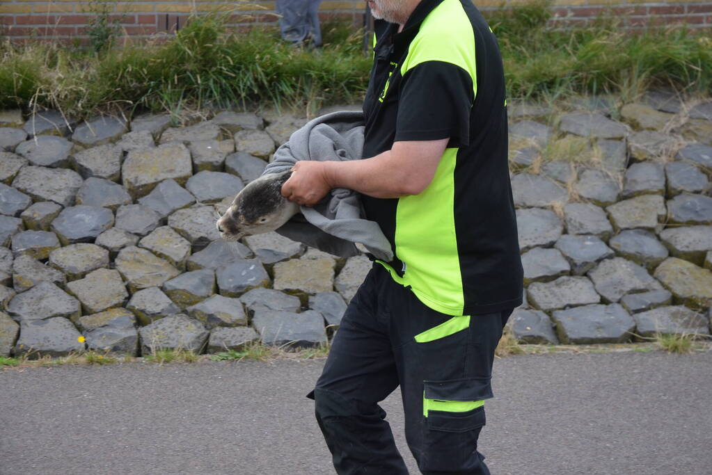 Zieke zeehond gered door dierenambulance