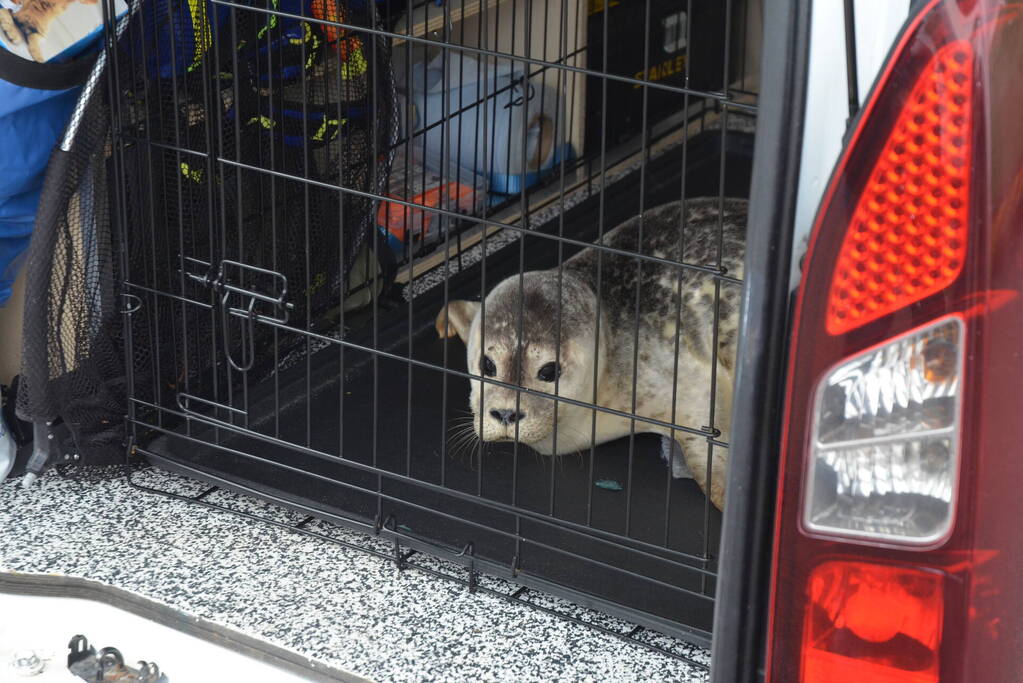 Zieke zeehond gered door dierenambulance