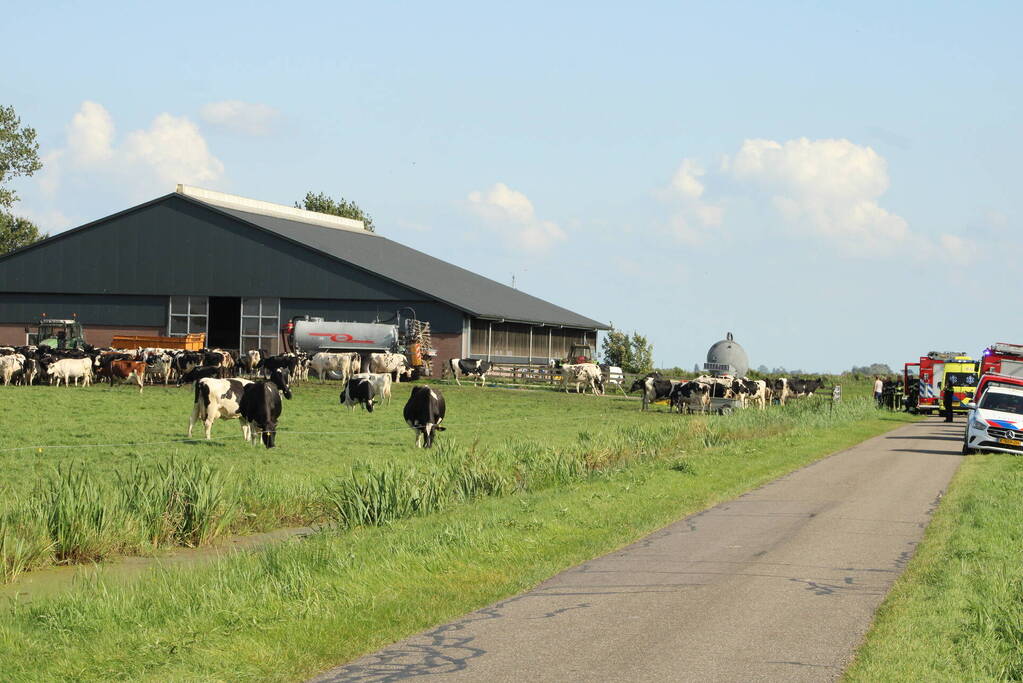 Gewonde nadat mestgassen vrijkomen in stal, drie koeien overleden